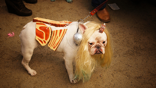 Illustration for article titled The Best Costumes From The Tompkins Square Dog Parade